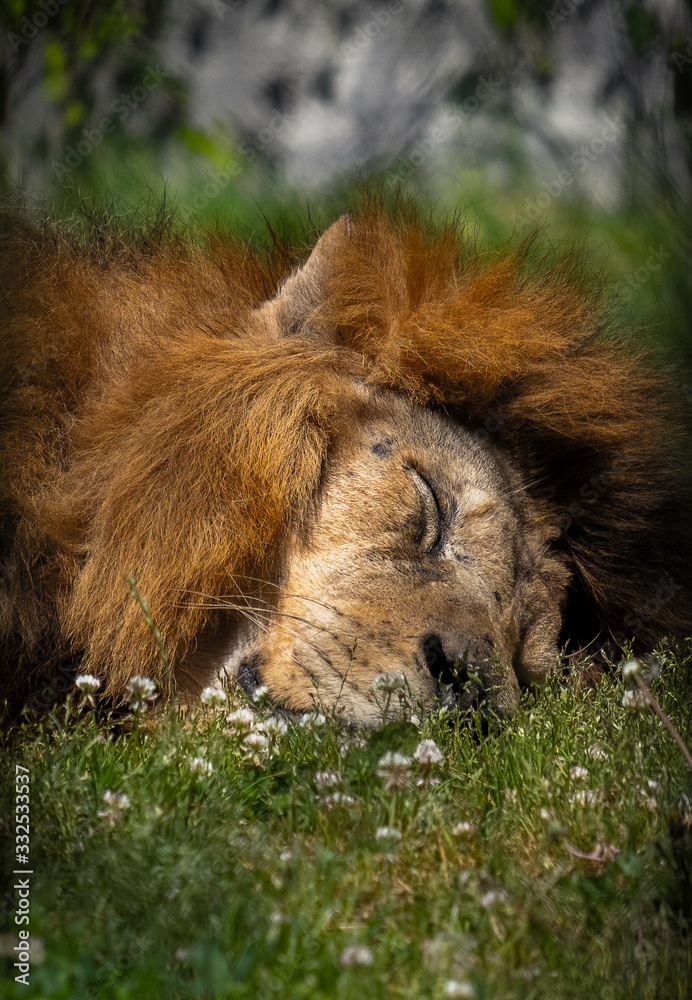 Naklejka premium Leão a dormir na erva ao sol
