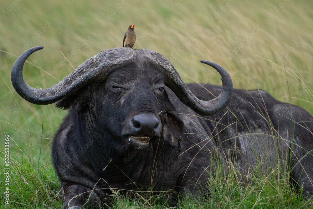 Small bird sits on top of a Cape Buffalo's head while he rests and eats grass Small bird sits on top of a Cape Buffalo's head while he rests and eats grass