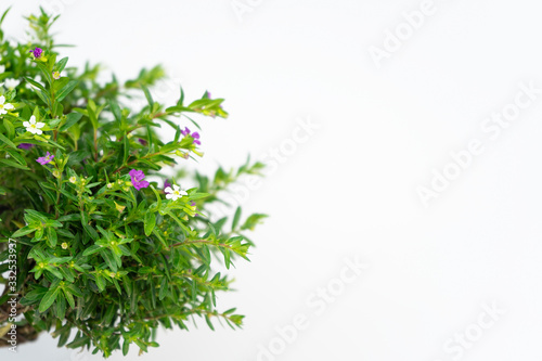  BACKGROUND OF A LEAFY BONSAI OF LITTLE GREEN LEAVES AND SMALL WHITE AND VIOLET FLOWERS ON A WHITE BACKGROUND