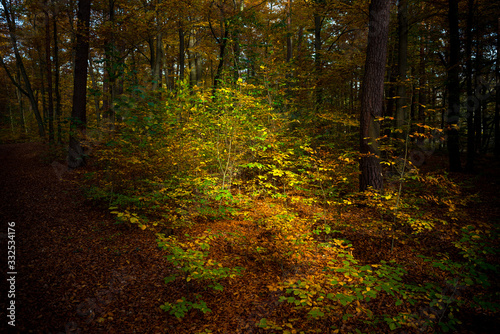 Licht im Wald, herbstliche Stimmung © artpirat
