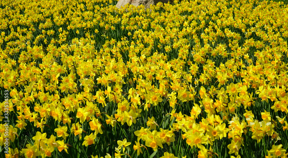 beautiful yellow daffodils and rock
