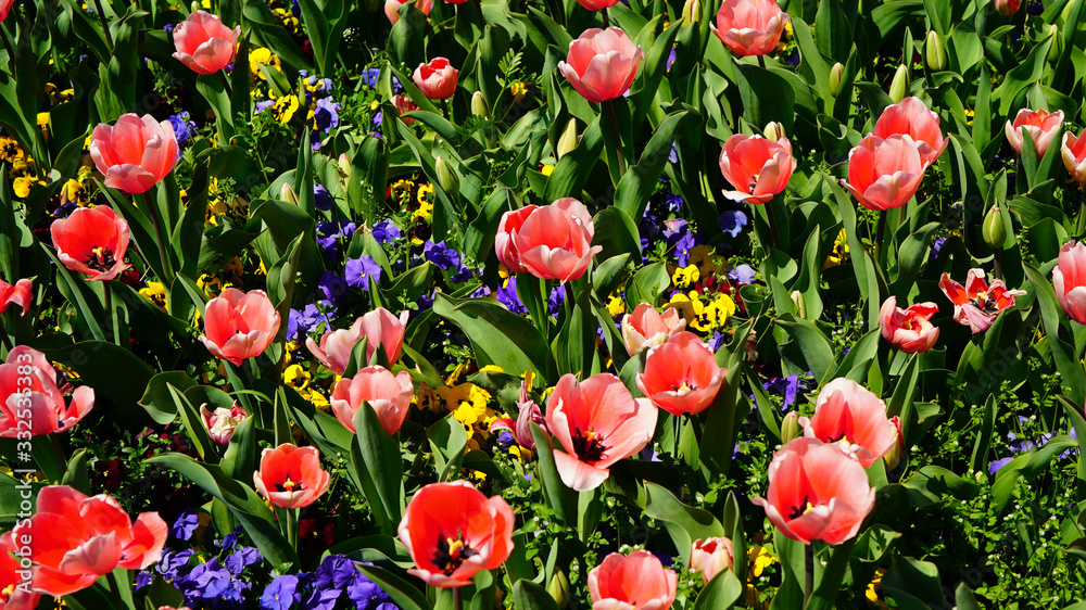 beautiful spring flowers on the side of the road such as various colors of pansy, various colors of tulip and Viola tricolor beautiful spring flowers on the side of the road such as various colors of pansy, various colors of tulip and Viola tricolor