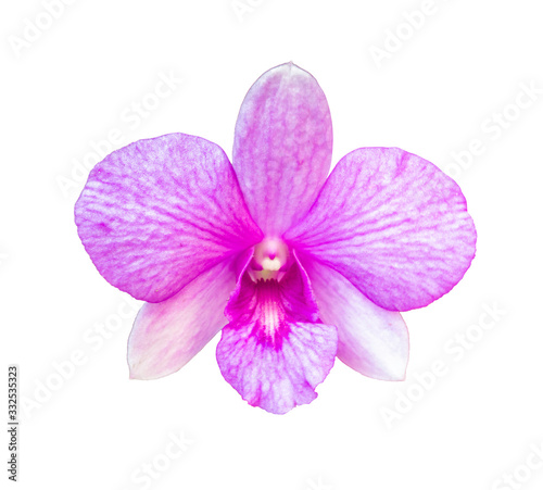 Beautiful flower Orchid, Purple phalaenopsis isolated on white background