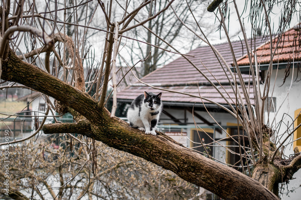 Obraz premium Katze auf Baum