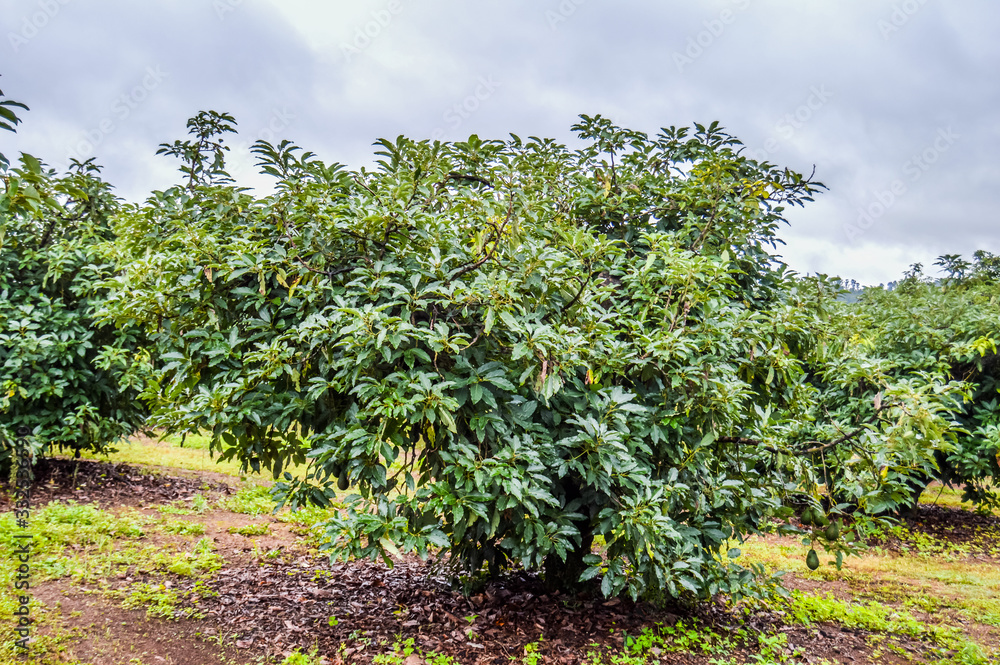 Fresh raw organic green Hass Avocado on a farm tree in Mpumalanga South Africa