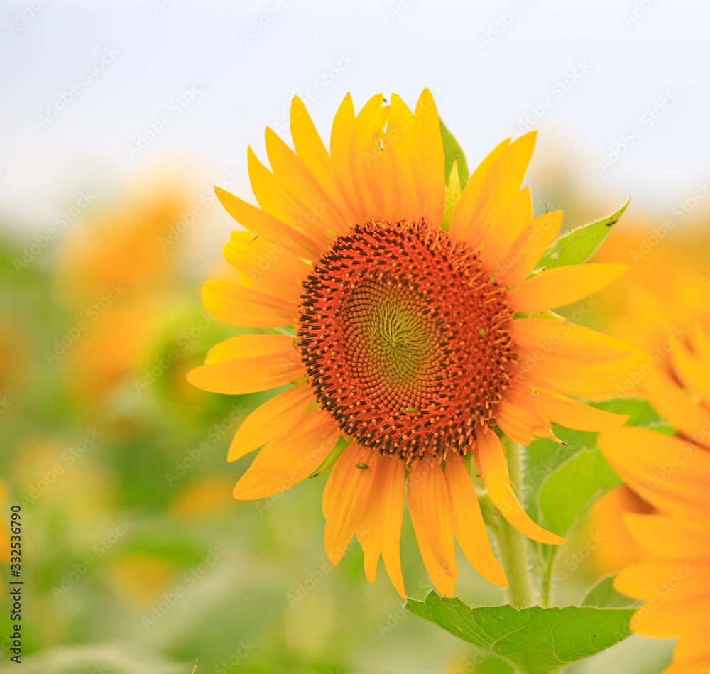 Naklejka premium Beautiful sunflowers in the botanical garden