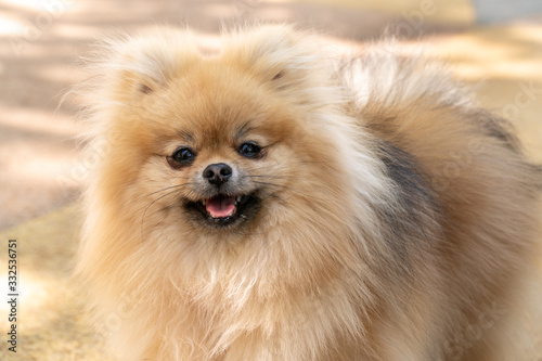 Portrait of a little fluffy Pomeranian puppy smiling