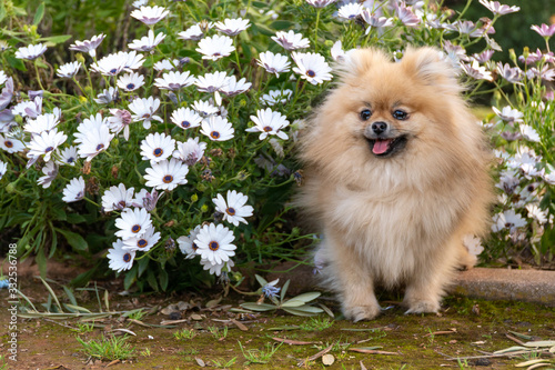 Dog pomeranian spitz sitting on blossom flowers. Close-up portrait of smart brown puppy pomeranian dog. Cute furry domestic animal sitting between flowers
