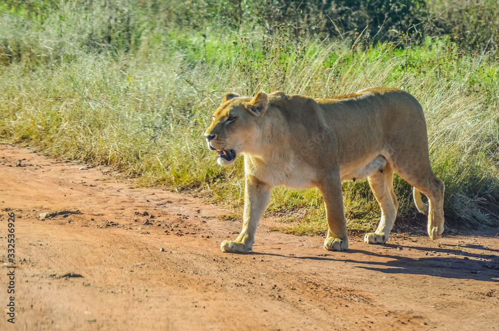 Big brown African lioness roaming freely in a game reserve