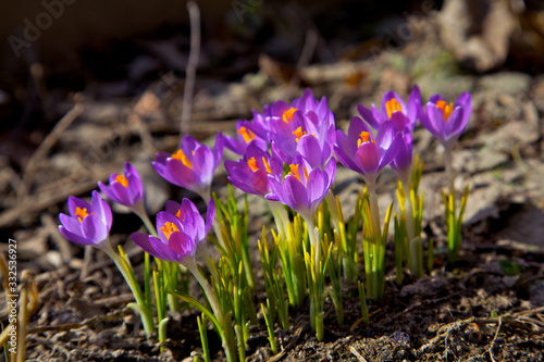 Closeup picture of a crokus. Very beautiful flowers of crocuses