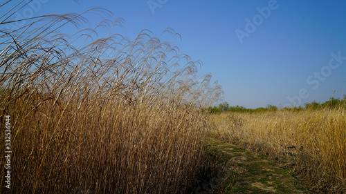 reed and silver grass field and blue sky