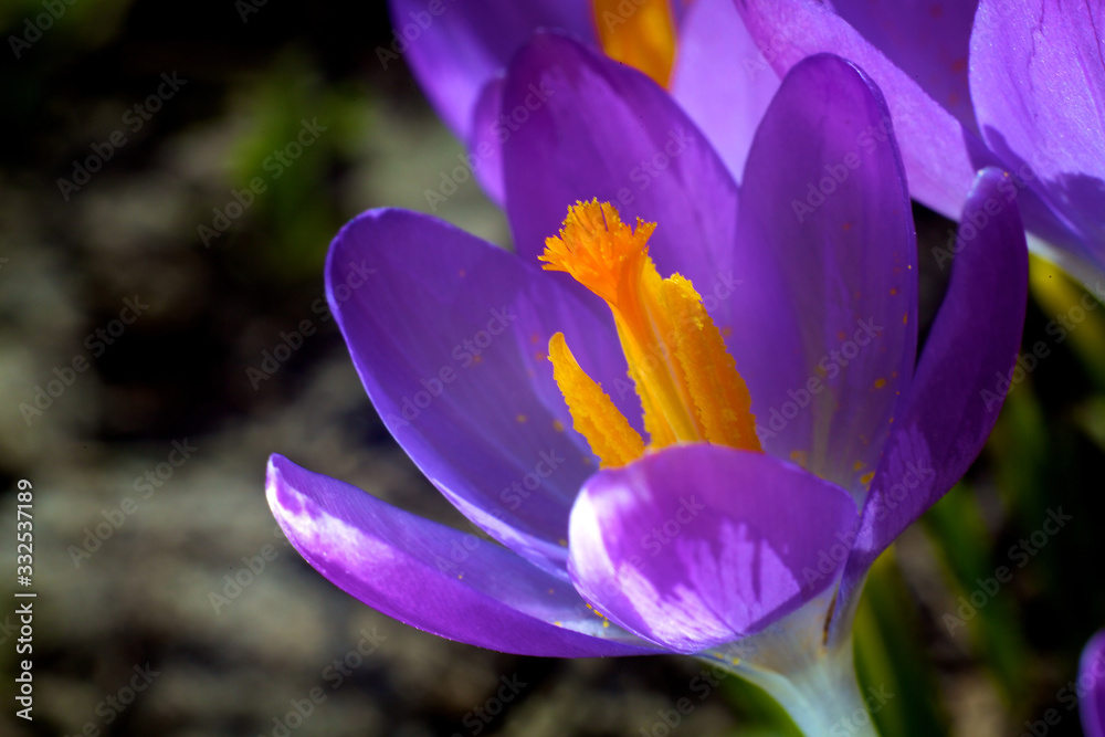 Closeup picture of a crokus. Very beautiful flowers of crocuses Closeup picture of a crokus. Very beautiful flowers of crocuses