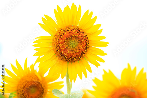 Beautiful sunflowers in the botanical garden