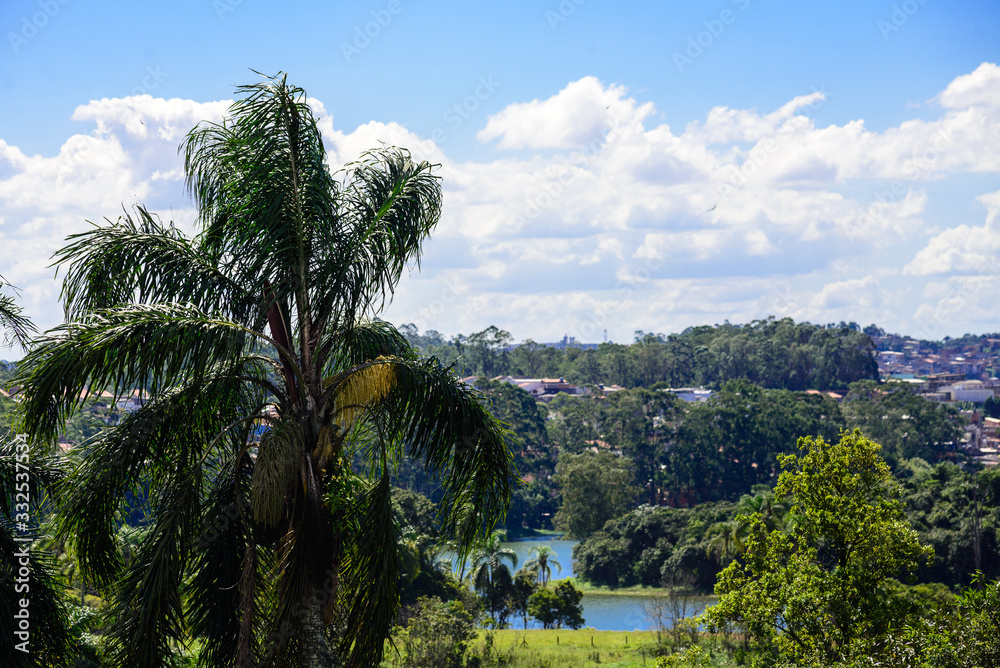 Fototapeta premium palm trees and blue sky