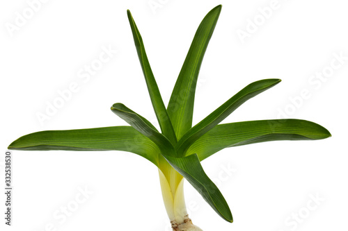 Green leaves of hyacinth flower  isolated on white background