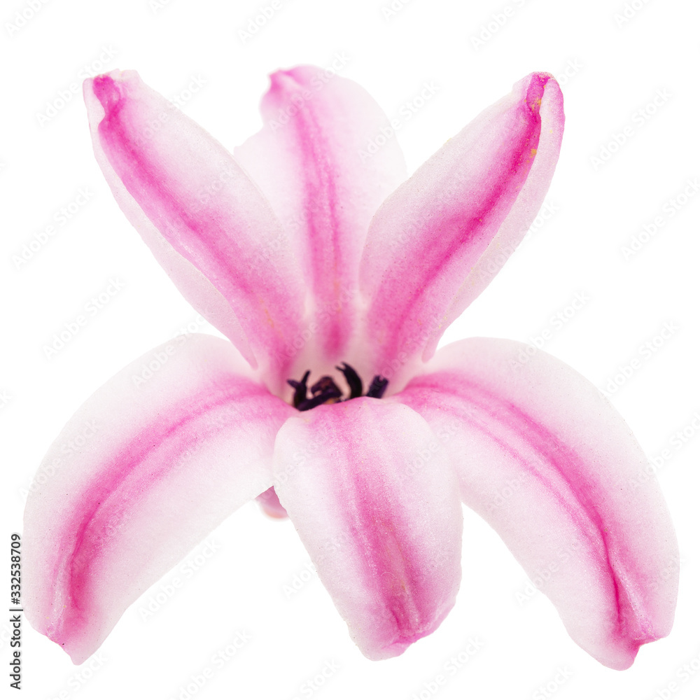 Naklejka premium Pink flower of hyacinth, isolated on white background