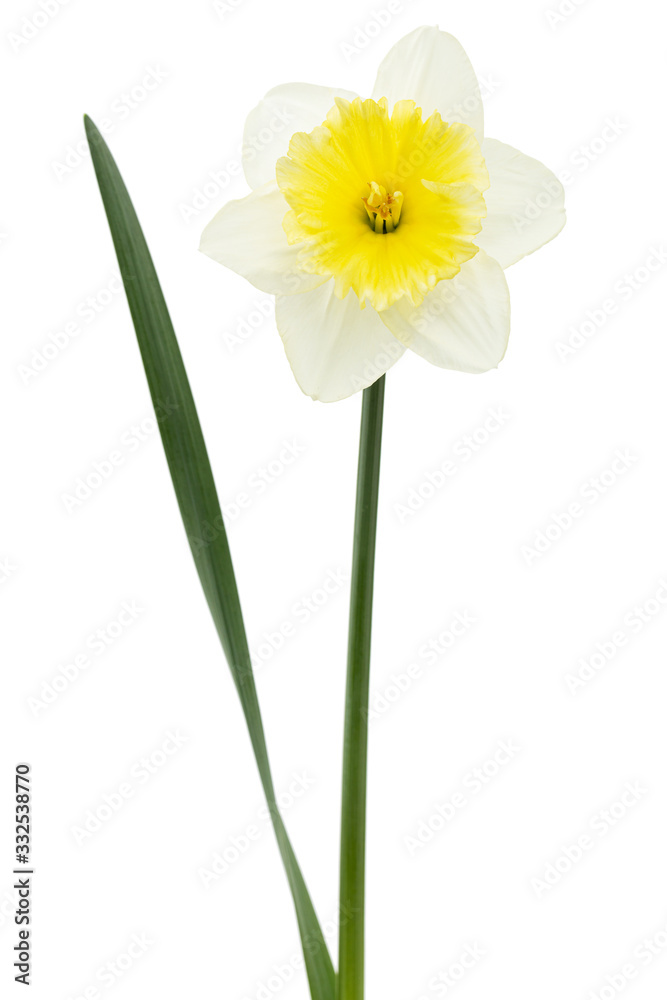 Obraz premium Flower of white Daffodil (narcissus), isolated on white background