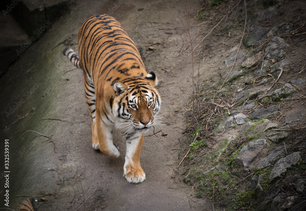 Fototapeta premium Portrait of young tiger resting on a ground in a zoo yard