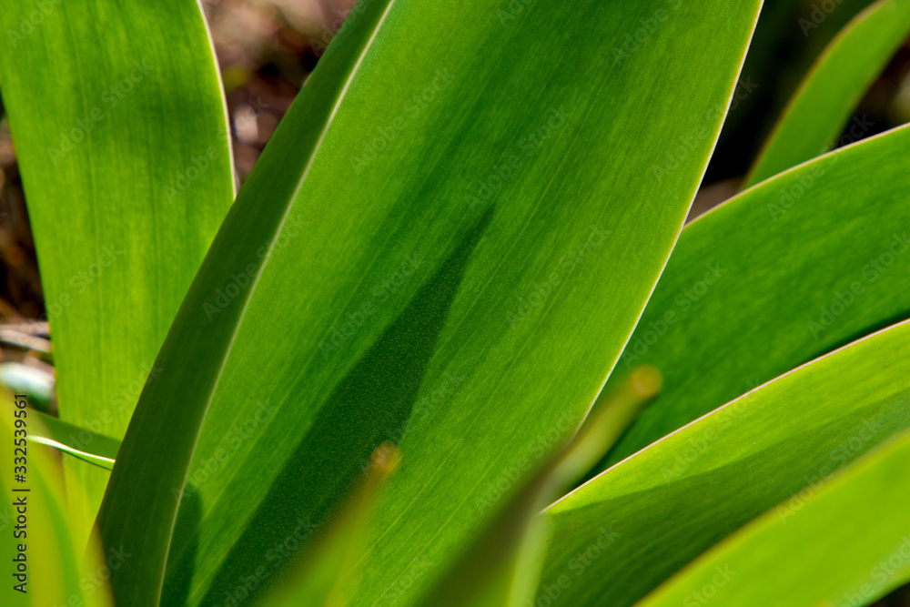 Leaves of tulips. Grass leaves. Wheat leaves. The beautiful texture from leaves Leaves of tulips. Grass leaves. Wheat leaves. The beautiful texture from leaves