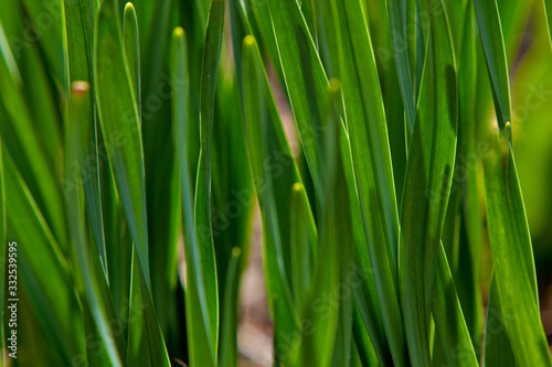 Leaves of tulips. Grass leaves. Wheat leaves. The beautiful texture from leaves