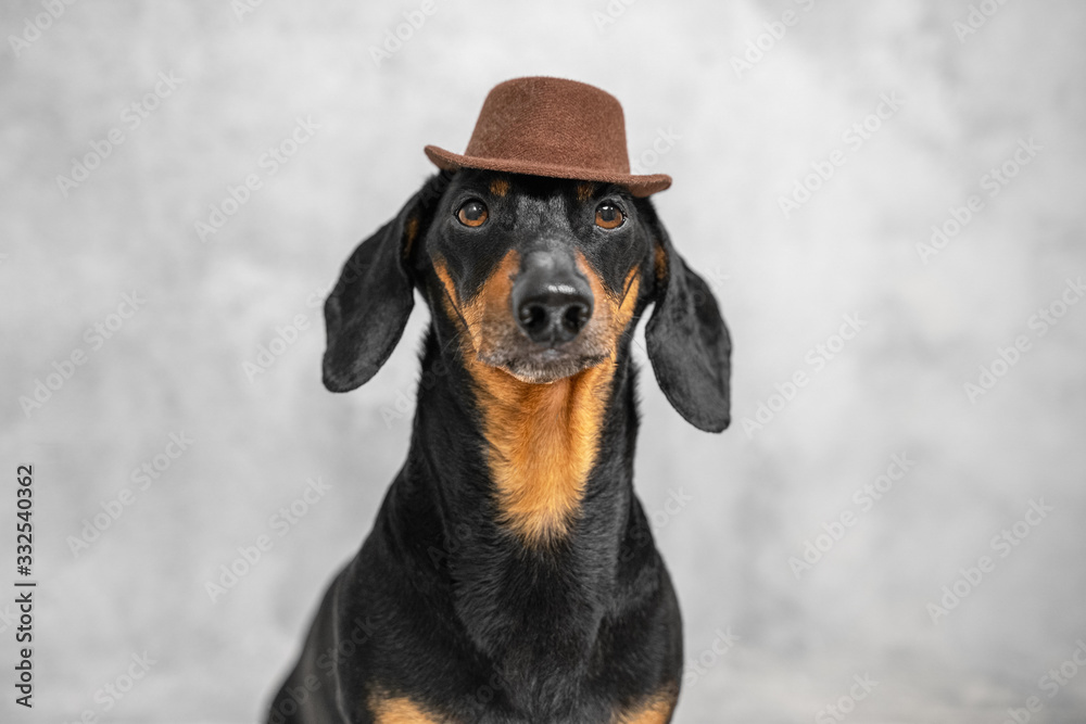 cute dachshund dog, black and tan, dressed in a brown elegant hat on a gray wall background. Copy space cute dachshund dog, black and tan, dressed in a brown elegant hat on a gray wall background. Copy space
