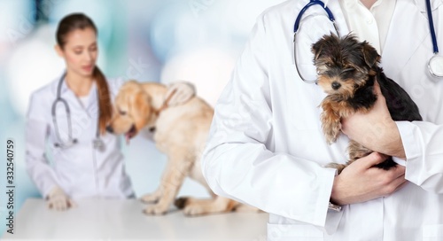 Fototapeta Naklejka Na Ścianę i Meble -  Small cute dog examined at the veterinary doctor
