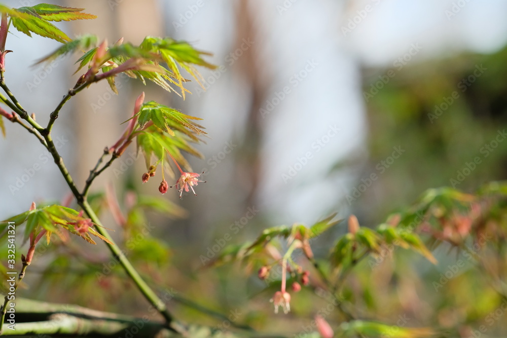 もみじの花。春の花。Cute and beautiful maple flowers in Japan. もみじの花。春の花。Cute and beautiful maple flowers in Japan.