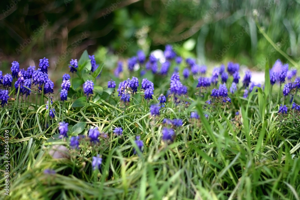 Naklejka premium Purple grape hyacinth flowers (Muscari armeniacum) in a garden. Selective focus.