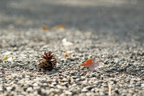                                     Pine cone at traditional garden of Japanese Shrine