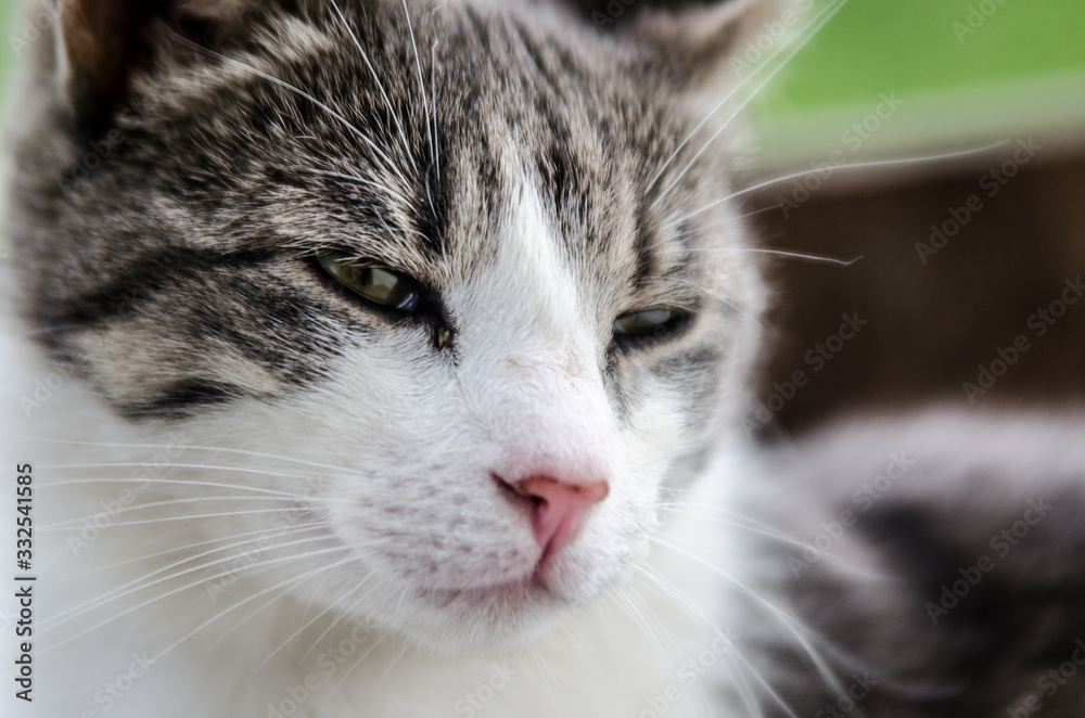 Portrait of a surprised cat Scottish Straight, closeup, isolated.