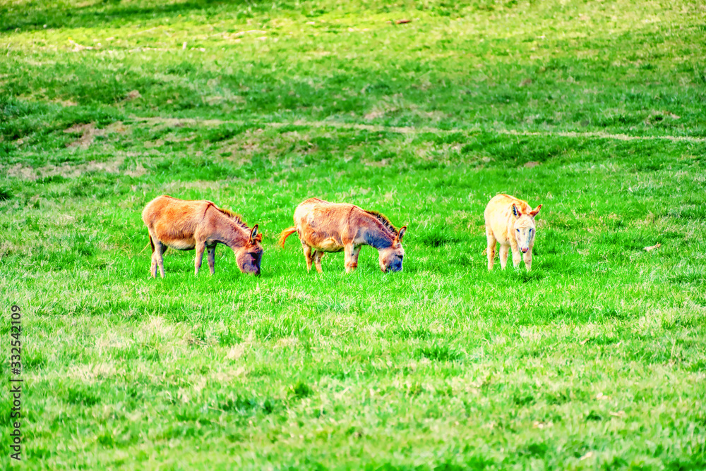 Three donkeys grazing in a green pasture.