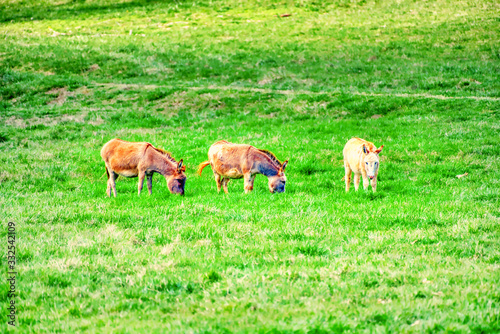 Three donkeys grazing in a green pasture.