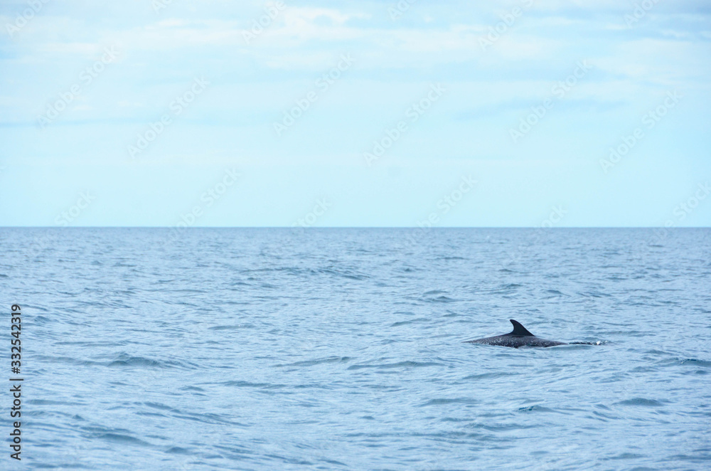 A dolphin swimming in the surface of the sea A dolphin swimming in the surface of the sea