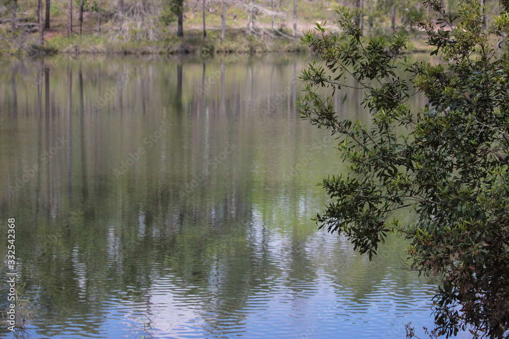 Obraz premium lake in the forest