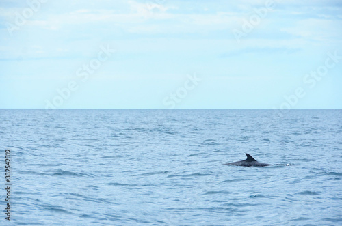 A dolphin swimming in the surface of the sea