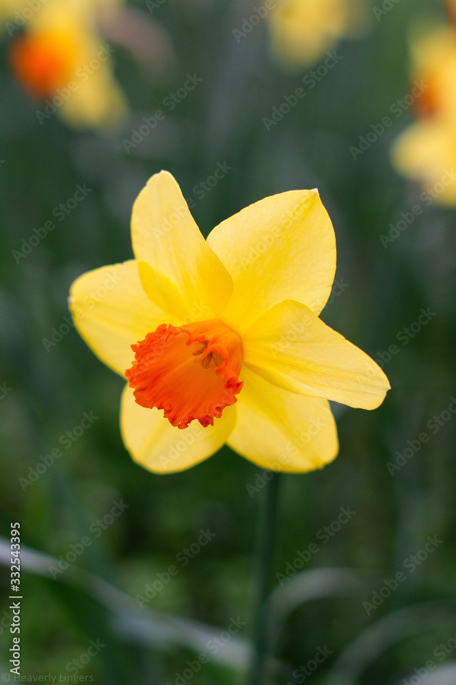 daffodils in garden daffodils in garden