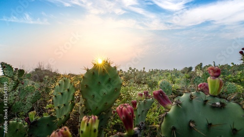 field of cactus and sunset sky