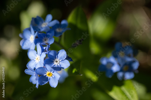 Forget-me-not wild flowers on a sunny day in London. Close-up images taken using a macro lens. Photo date  Sunday  March 22  2020. Photo  Richard Gray Adobe