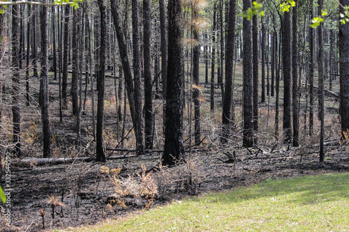 Valokuva controlled burn fire in forest