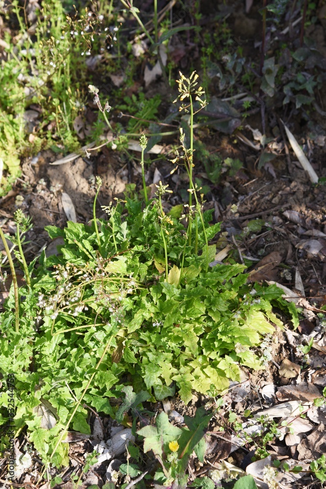 Obraz premium Oriental false hawksbeard (Youngia japonica) / Medicinal plants in asterrceae weed.