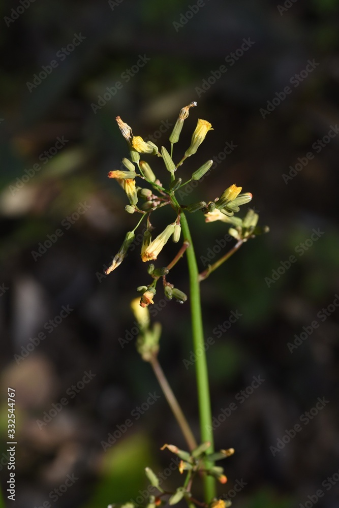 Oriental false hawksbeard (Youngia japonica) / Medicinal plants in asterrceae weed. Oriental false hawksbeard (Youngia japonica) / Medicinal plants in asterrceae weed.