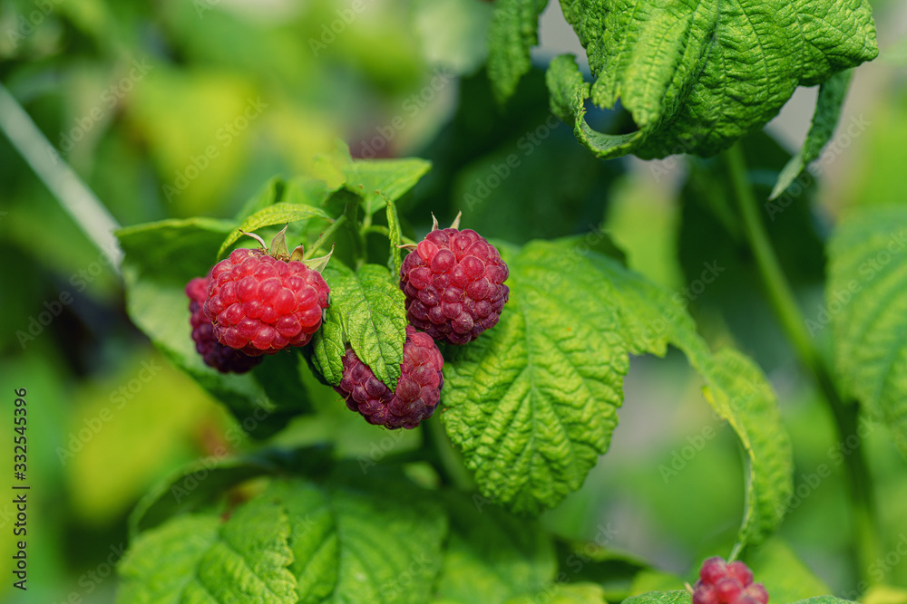 Raspberries in the sun. Photo of ripe raspberries on a branch. Raspberries on a branch in the garden. Red berry with green leaves in the sun. Raspberries in the sun. Photo of ripe raspberries on a branch. Raspberries on a branch in the garden. Red berry with green leaves in the sun.