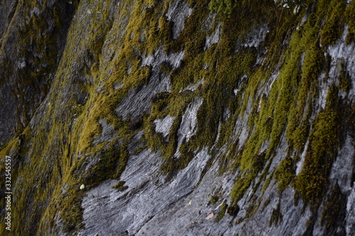 Rock wall with moss in New Zealand