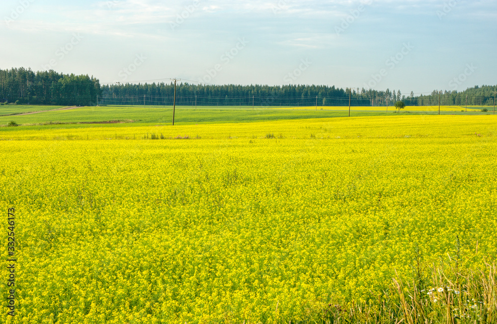 yellow field of rape