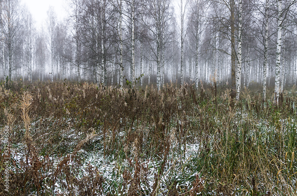 morning in the forest
