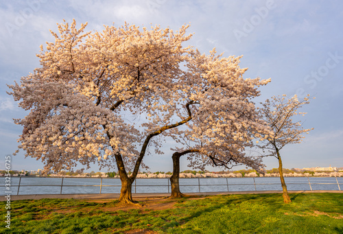 Cherry Blossom at the Tidal basin in Washington DC  at Sunrise  sunset