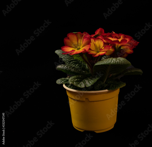 Pot Plant on a Black background