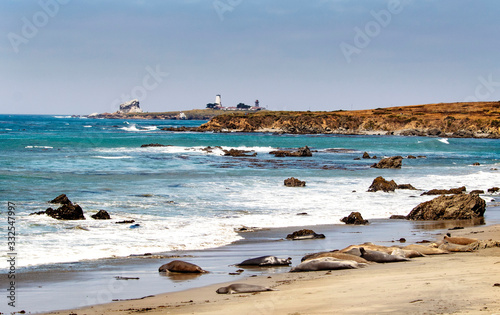 San Simeon, California, Elephant Seals,Pacific Coast, Route 1