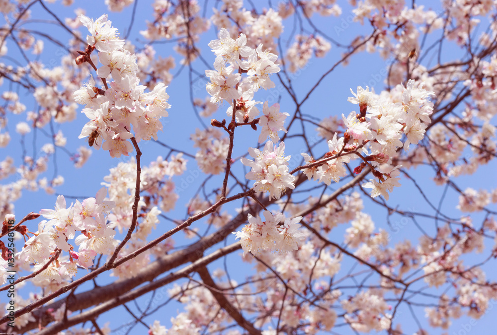 A Flowering sakura branches against the blue sky close-up, spring background.
