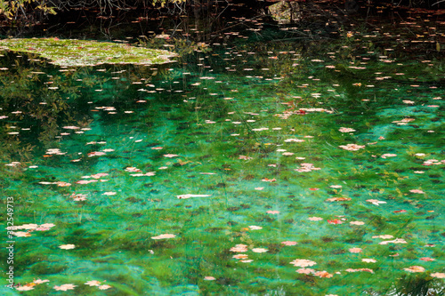 Fototapeta Naklejka Na Ścianę i Meble -  leaves in water